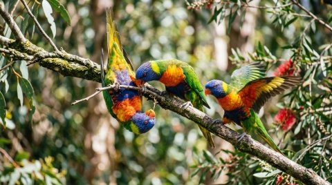 Animals Playful Birds Background — Animals 4K Ultra HD Wallpaper wallpaper