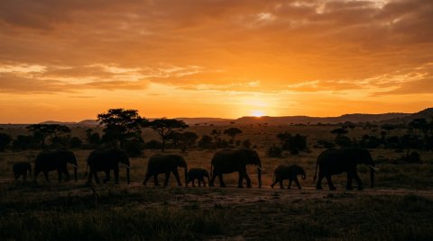 Elephants Walking Across Savanna Background — Animals Mobile HD Wallpaper wallpaper
