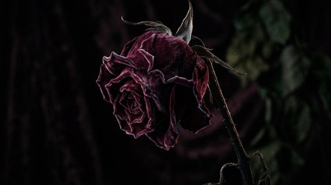 Stunning Macro Shot Of Wilted Rose Wallpaper (Dark) — Mobile HD Free Background wallpaper